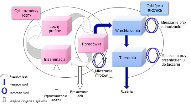 Schemat dynamicznego modelu populacji świń