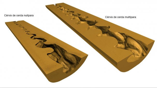 <p>Ryc. 1. Cyfrowy model 3D szyjki macicy (przyśrodkowego przekroju podłużnego) loszek i wielor&oacute;dek uzyskanych po skanowaniu (NextEngine Desktop 3D Scanner, model 2020i) form endoluminalnych.</p>
