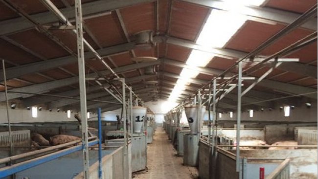 Sektor ciąży z półprzezroczystą częścią umieszczoną wzdłużnie