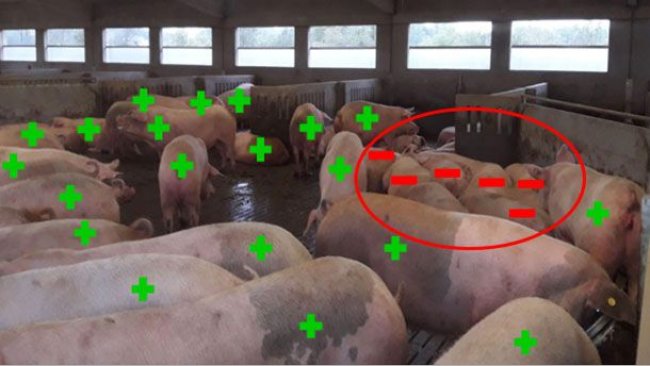 Ryc. 5. Przykład wyniku diagnostyki ciąży w dniu 33.