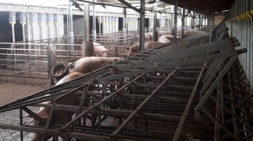 Ryc. 3. Zdjęcia typ&oacute;w kojc&oacute;w dostępnych na fermie.
