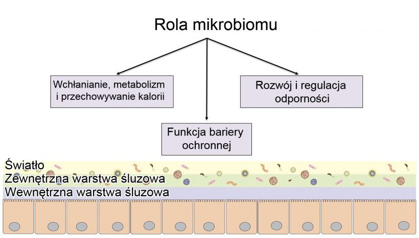 Rola mikrobiomu: zapewnienie ochronnej bariery jelitowej, trawienie i metabolizowanie składnik&oacute;w odżywczych oraz regulacja odporności.
