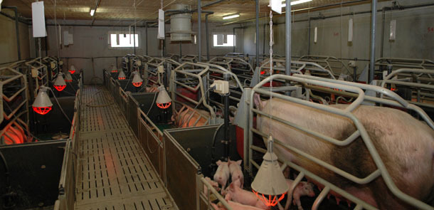 Farrowing rooms