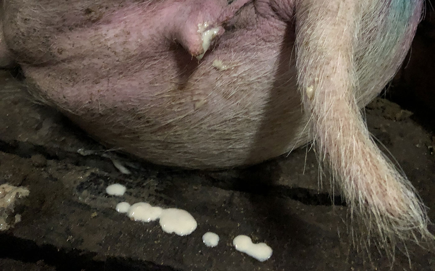 <p>Obecność wypływu 2-3 tygodnie po kryciu może sugerować problemy z inseminacją.</p>
