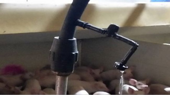 Picture 1: Example of the drip irrigation tubing, valve, and dripper in nursery pens immediately after weaning
