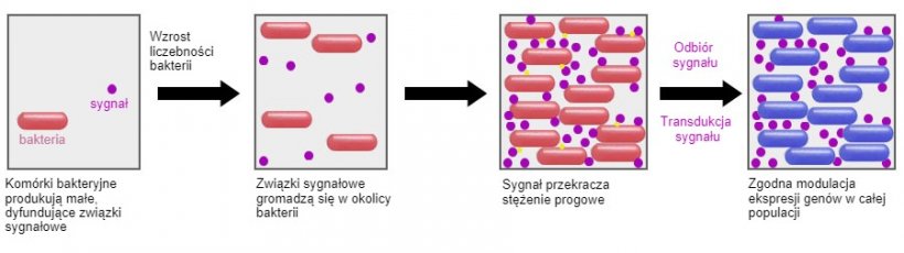 Obiecującym pomysłem jest możliwość zastosowania niekt&oacute;rych probiotyk&oacute;w w celu oddziaływania na mechanizm komunikacji pomiędzy bakteriami (Quorum sensing). W ten spos&oacute;b byłoby można zapobiec mechanizmom obronnym bakterii wywołanym przez niekorzystne warunki. Do takich mechanizm&oacute;w należą m.in. sporulacja czy tworzenie biofilmu.&nbsp;
