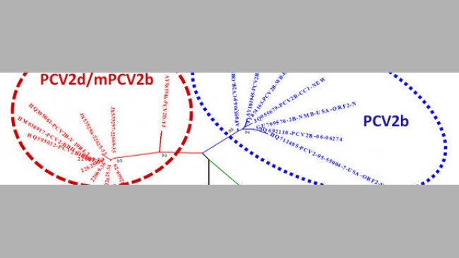 Relationship of the main PCV2 genotypes based on ORF2 sequence comparison