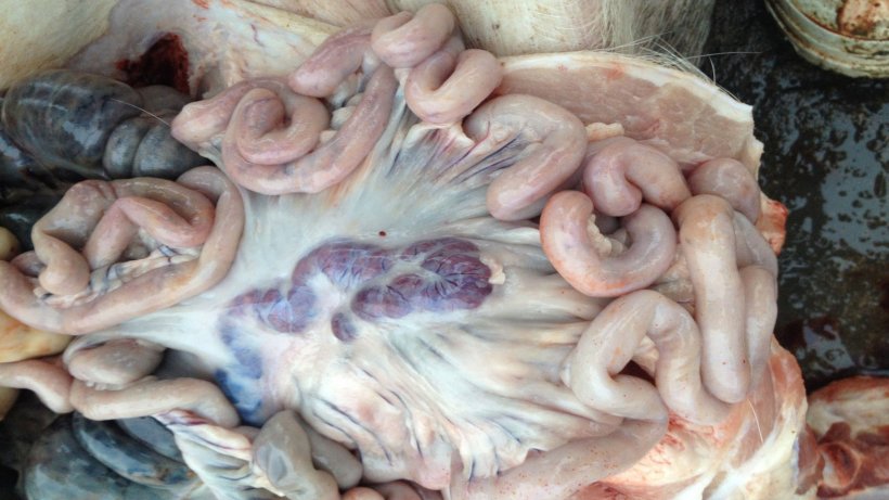 Zdjęcie węzł&oacute;w chłonnych zakażonej świni 14 dni po wykryciu choroby. Powiększone, przekrwione węzły chłonne.
