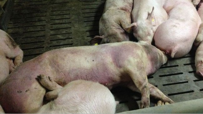 <p>Zdjęcie zakażonych świń 14 dni po wykryciu choroby. Na wielu częściach ciała widoczne są wybroczyny.</p>
