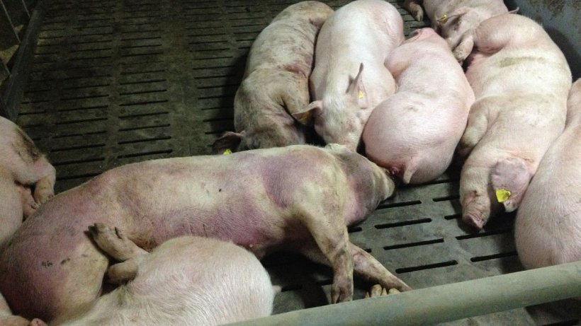 Zdjęcie zakażonych świń 14 dni po wykryciu choroby. Na wielu częściach ciała widoczne są wybroczyny.
