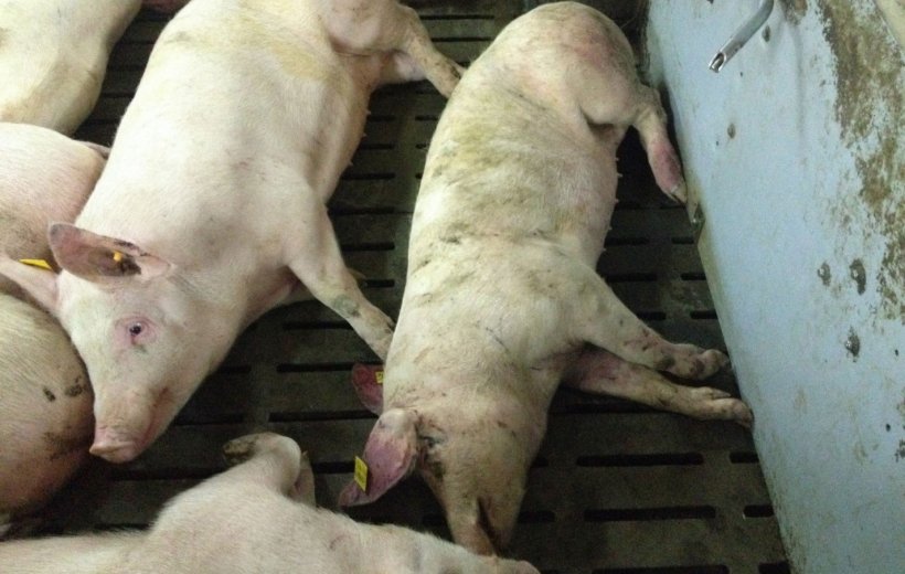 Zdjęcie zakażonych świń 14 dni po wykryciu choroby. Wybroczyny na małżowinach usznych i dystalnych częściach kończyn.
