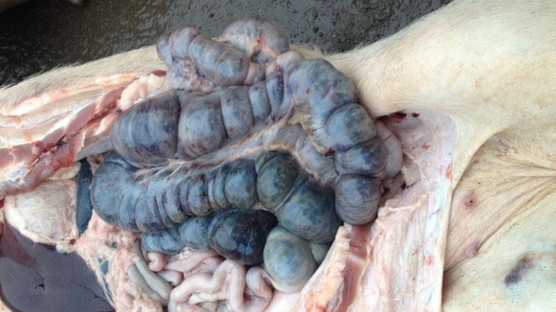 Zdjęcie jelita grubego świni 14 dni po wykryciu choroby. Zmiany krwotoczne w jelicie grubym.
