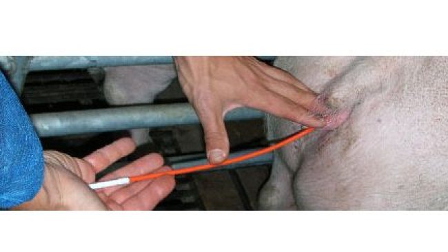 sztuczna inseminacja lochy