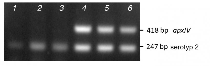 Zdj. 2 Prążki uzyskane z badania kolonii oczyszczonej PCR &nbsp;(kolumny 1-3) w por&oacute;wnaniu do DNA (kolumny 4-6) trzech izolat&oacute;w terenowych należących do serotypu 2, przy użyciu mPCR..
