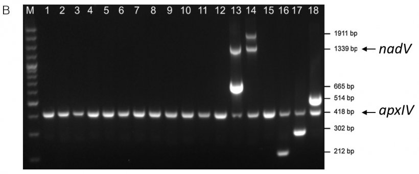 Zdj.1 Wykrywanie specyficznych serotypowo sekwencji amplikon&oacute;w szczep&oacute;w referencyjnych App przy użyciu A) mPCR1 dla serotyp&oacute;w 1-12 i 15 oraz B) mPCR2 dla serotyp&oacute;w 13-14 i 16-18. Szczepy referencyjne serotyp&oacute;w 1-18 = kolumny 1-18. Obydwa testy PCR potwierdzają obecność odcinka 418 bp amplikonu apxIV, co świadczy o przynależności do gatunku App ( zapożyczone z Boss&eacute; et al., 2018b).&nbsp;
