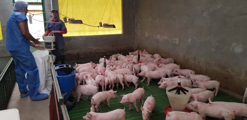 Odpowiednie żywienie nowo odsadzonych świń jest kluczem do ich przyszłego rozwoju
