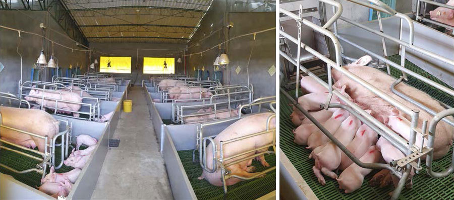 <p>Dobre przyrosty w czasie laktacji i po odsadzeniu</p>
