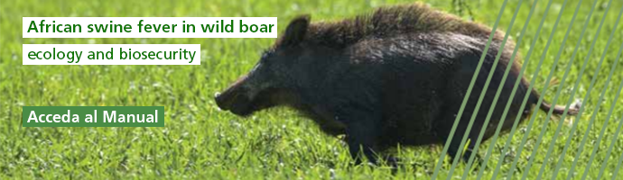 Wild boar