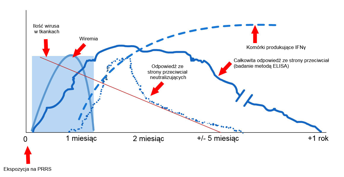 <p>Wykres 1: Odpowiedź układu odpornościowego lochy zakażonej wirusem PRRS (L&oacute;pez and&nbsp;Osorio, 2004).</p>
