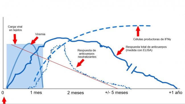 <p>Wykres 1: Odpowiedź układu odpornościowego lochy zakażonej wirusem PRRS (L&oacute;pez and&nbsp;Osorio, 2004).</p>
