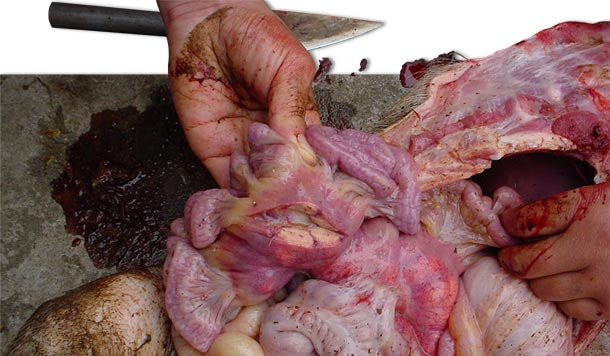Badanie sekcyjne chorej świni wykazujące powiększenie węzłów chłonnych krezkowych.