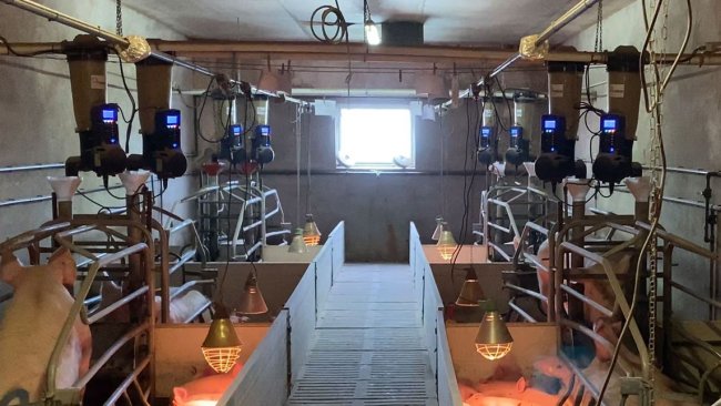 Zdjęcie 1. Porodówka z elektronicznymi podajnikami paszy na fermie świń.