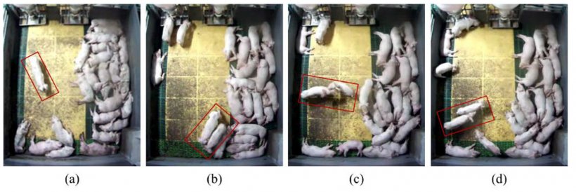 Zdjęcie 1. Analiza obrazu przy ocenie zachowań wśr&oacute;d świń: (a) Normalne: świnie poruszają się oddzielnie; (b) Normalne: świnie poruszają się razem (c) Agresja: gonitwa. Źr&oacute;dło: Lee et al. 2016.
