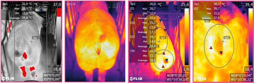 Zdjęcie 3. Obraz termograficzny wykonany przez urządzenie FLIR połączone ze smartfonem. Źr&oacute;dło: &nbsp;Ramis et al. 2017.
