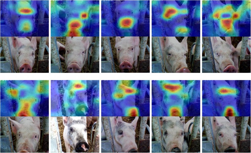 Zdjęcie 6. Zastosowanie systemu rozpoznawania twarzy u świń. Źr&oacute;dło: Hansen et al. 2018.
