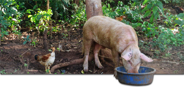 Backyard pig in Gulu, Uganda, where ASF outbreaks regularly occur.