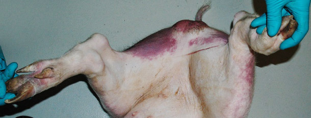 Reddening and cyanosis in hind legs