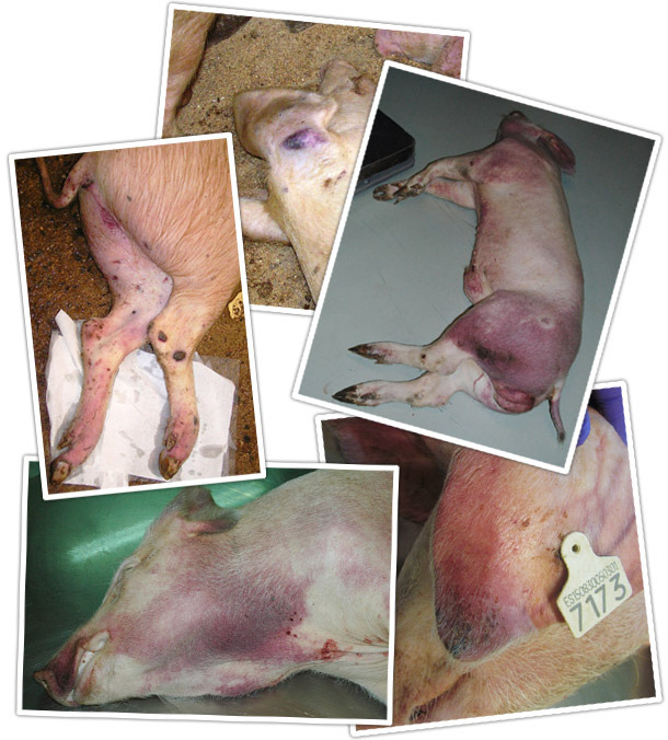 Reddening and cyanosis of the skin: tips of ears, chest, abdomen and both front and hind legs
