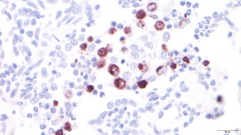 Ryc. 3: Makrofagi płucne zainfekowane PRRSV.
