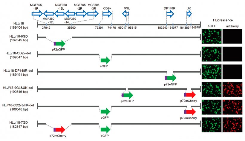 Wykres 1. Generowanie i ocena wirulencji r&oacute;żnych wirus&oacute;w afrykańskiego pomoru świń (ASFV) z usuniętymi genami. Schematyczne przedstawienie genu (&oacute;w) i regionu (region&oacute;w) usuniętych w każdym ASFV poddanym delecji. Usunięte segmenty gen&oacute;w zastąpiono genami reporterowymi p72eGFP, eGFP lub p72mCherry, jak wskazano. Po prawej stronie panelu pokazano zarażone wirusem pierwotne makrofagi pęcherzykowe świni, wyrażające r&oacute;żną fluorescencję. Wskazano pozycje nukleotyd&oacute;w z granic delecji w stosunku do genomu ASFV HLJ / 18.
