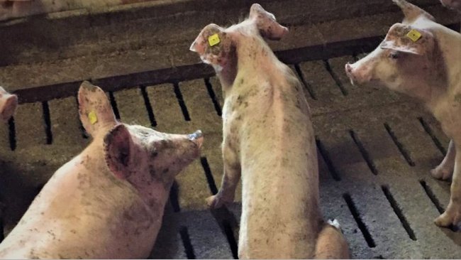 Zdjęcie 2: Kachektyczne świnie na tuczu