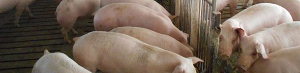 Ferma trzody chlewnej