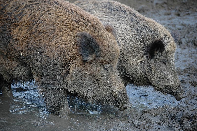 Wild boars