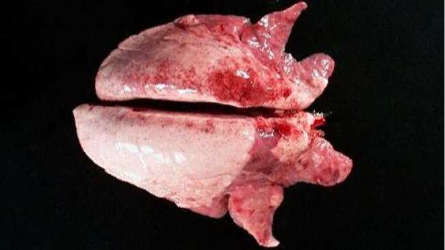 Fot. 2. W zakażeniu Mycoplasma hyopneumoniae obserwuje się często zmiany w dogłowowo-brzusznej części płuc

