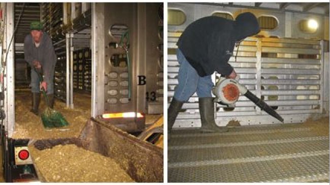 Ryc. 2: Proces czyszczenia na sucho, w którym większość materii organicznej jest usuwana ręcznie. Dzięki uprzejmości Dr Clayton Johnson, Carthage Veterinary Services.