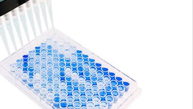 Fot. 1. 96- dołkowa płytka ELISA z płaskim dnem stosowana do serologii PRRSV. Pozytywne próbki wybarwiły się na niebiesko. Źródło: Base Pair Biotechnologies.