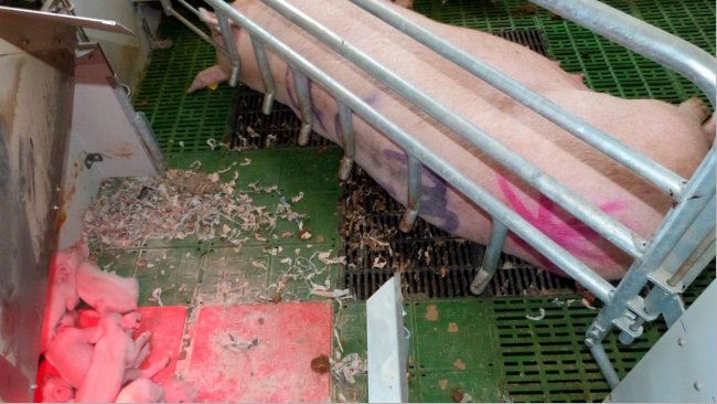 Zdjęcie 3. Obszar gniazda jest kluczową cechą systemów porodowych na wolności. Gniazdo pozwala prosiętom być bezpiecznymi w wygodnej i bezpiecznej strefie i unikać dzielenia tej samej przestrzeni co locha.