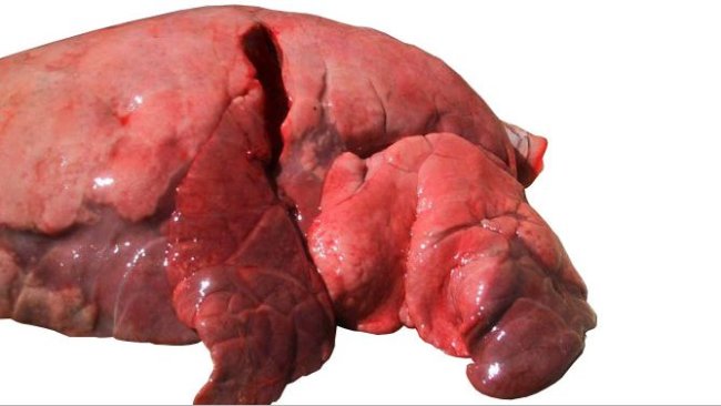 Rycina 4: Płaty czaszki i środkowe dotknięte śródmiąższowym zapaleniem oskrzeli wywołanym przez SIV