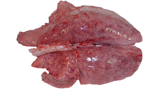 Rycina 1: Śr&oacute;dmiąższowe zapalenie płuc spowodowane przez PRRSV
