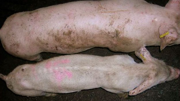 Zwierzę z&nbsp; PMWS
