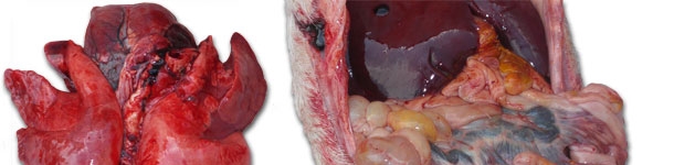 Silne przekrwienie płuc i zapalenie jelit z powiększeniem węzłów chłonnych krezkowych.
