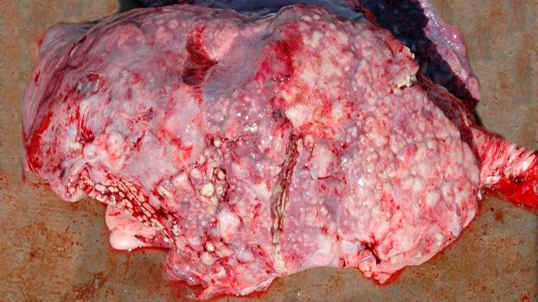 Ryc. 5: Zatorowe zapalenie płuc wywołane przez T. pyogenes.
