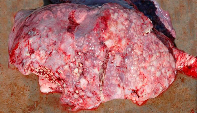 Ryc. 5: Zatorowe zapalenie płuc wywołane przez T. pyogenes.