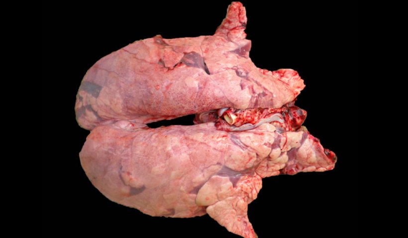 Ryc 2. Koinfekcja M. hyopneumoniae i PRRSV w płucach świń.&nbsp;Niezapadnięte płuco z czerwono-brązowymi obszarami zmian rozmieszczonych w miąższu, typowe zmiany PRRS, kt&oacute;re jednocześnie posiadają czerwonawe obszary konsolidacji w okolicy czaszkowo-brzusznej, wywoływane przez M. hyopneumoniae.
