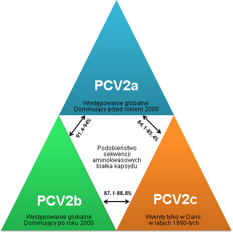 Główne genotypy PCV2 i ich pokrewieństwo na podstawie analizy białka kapsydu