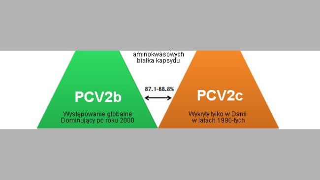 Główne genotypy PCV2 i ich pokrewieństwo na podstawie analizy białka kapsydu